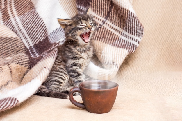 Kleines Kätzchen neben einer Tasse Kaffee