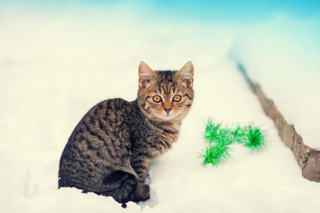 Kleines Kätzchen sitzt im Schnee