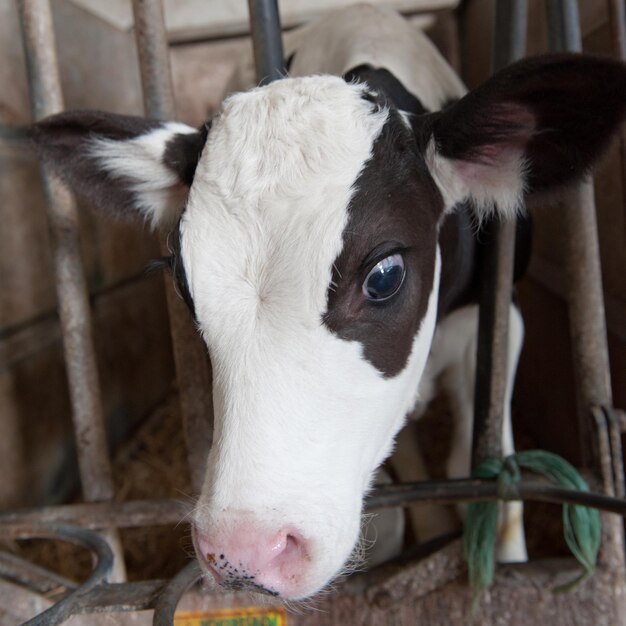 Kleines Kalb im Stall