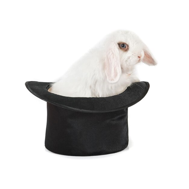 Kleines Kaninchen am schwarzen Hut lokalisiert auf einem weißen Hintergrund