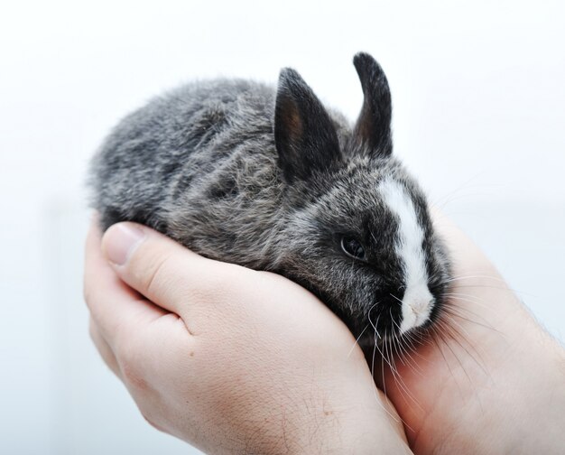 Kleines Kaninchen auf Weiß