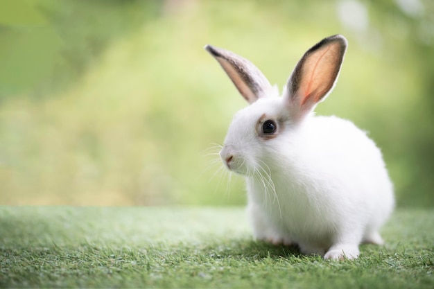 Kleines Kaninchen, das auf grünem Gras sitzt oder spielt Süßes Kaninchen auf der Wiese auf dem Hintergrund der Gartennatur im Frühling