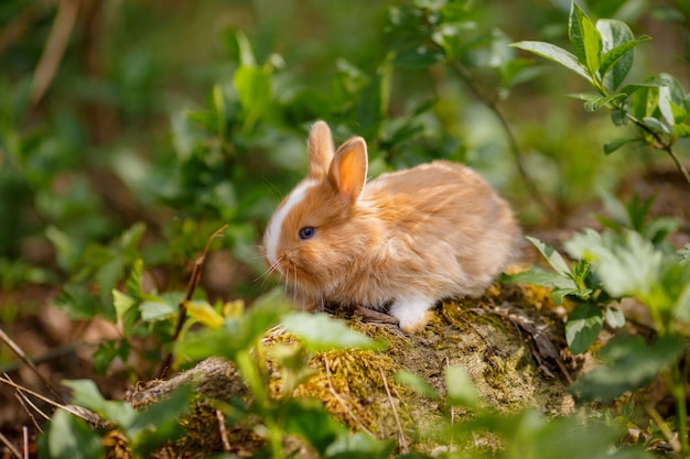 kleines Kaninchen, das im Gras sitzt