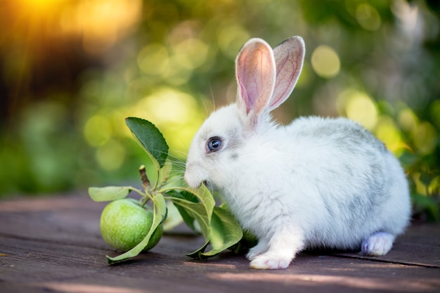 Kleines Kaninchen und Apple im Garten. Sommer