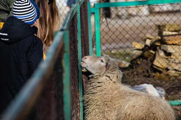 Kleines Kind, das Ziege im Kontaktzoo füttert