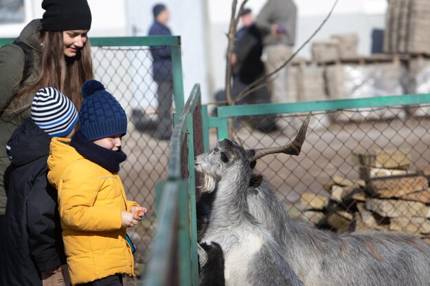 Kleines Kind, das Ziege im Kontaktzoo füttert