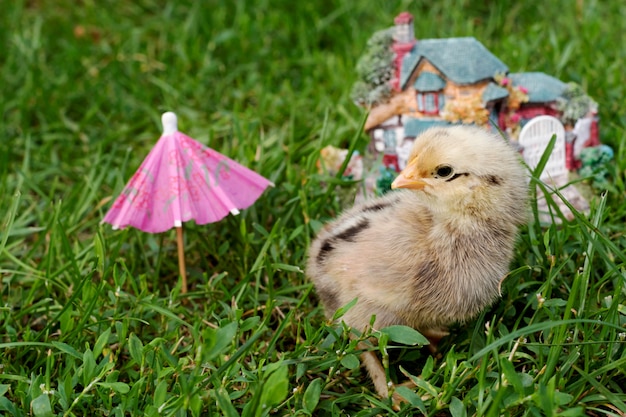 Kleines Küken auf Gras.