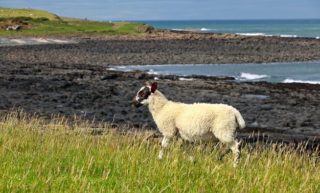 Kleines Lamm isst Gras auf dem Feld nahe Seeküste von Northumberland in England