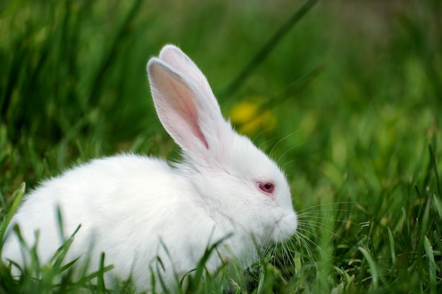 Kleines lustiges Kaninchen auf dem Feld im Sommer