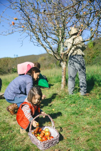 Kleines Mädchen, das Apfel in den Weidenkorb legt und ihre Familie an einem sonnigen Herbsttag frische Bio-Äpfel pflücken. Familienfreizeitkonzept.