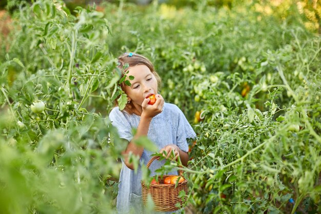 Kleines Mädchen, das eine köstliche Ernte von roten Bio-Tomaten isst und genießt