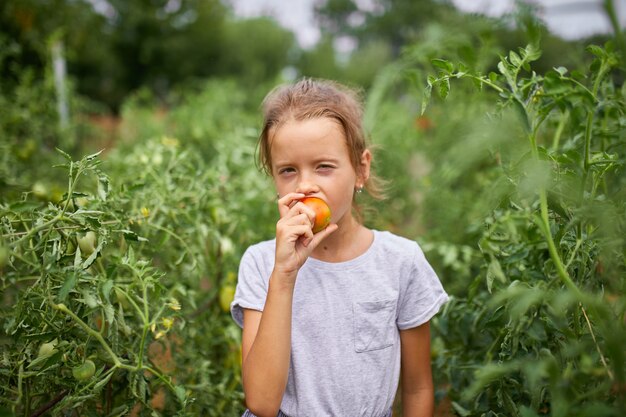 Kleines Mädchen, das eine köstliche Ernte von roten Bio-Tomaten zu Hause im Garten isst und genießt, Gemüseproduktion. Tomatenanbau, Herbsternte.