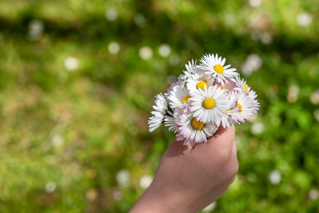 Kleines Mädchen, das ihrer Mutter Blumen überreichtxA