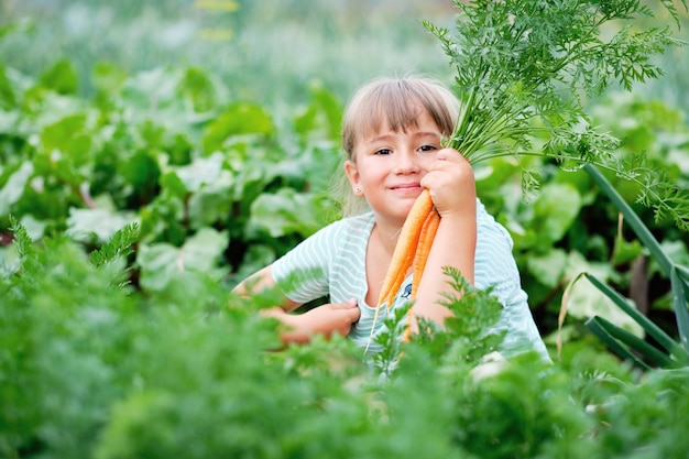 Kleines Mädchen, das Karotten in einem Garten pflückt. Herbstgemüseernte.