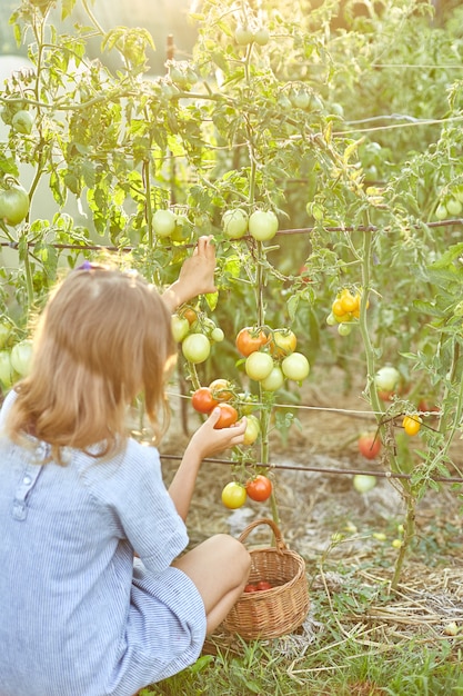Kleines Mädchen, das pflücken, Ernte von roten Bio-Tomaten zu Hause im Garten sammeln