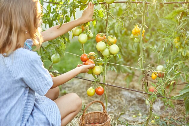 Kleines Mädchen, das pflücken, Ernte von roten Bio-Tomaten zu Hause im Garten sammeln