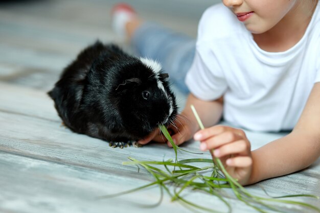 Kleines Mädchen, das schwarzes Meerschweinchen, Haustier hält und füttert.