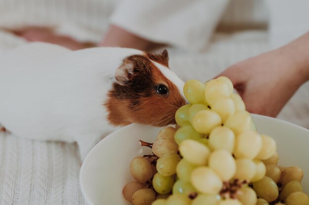 Kleines Mädchen füttert Meerschweinchen auf dem Sofa mit Trauben Care of Pets