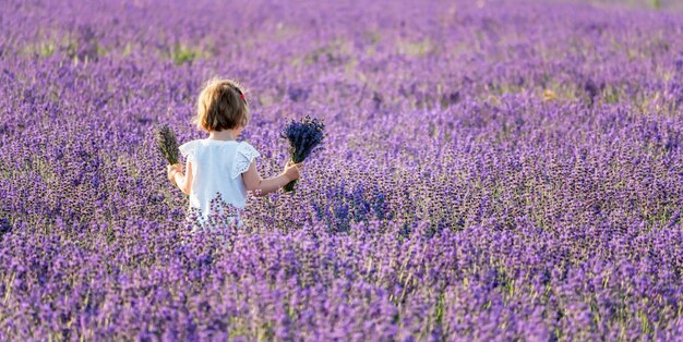 Kleines Mädchen mit Lavendelsträußen in einem Lavendelfeld