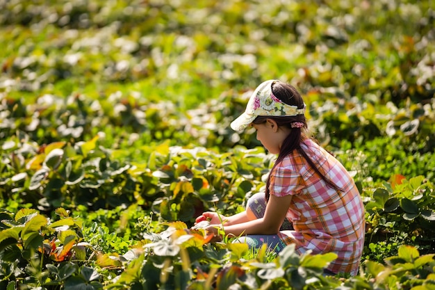 kleines Mädchen pflückt Erdbeeren auf dem Feld