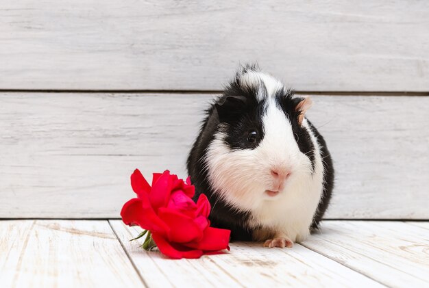 Kleines Meerschweinchen auf weißer Wand