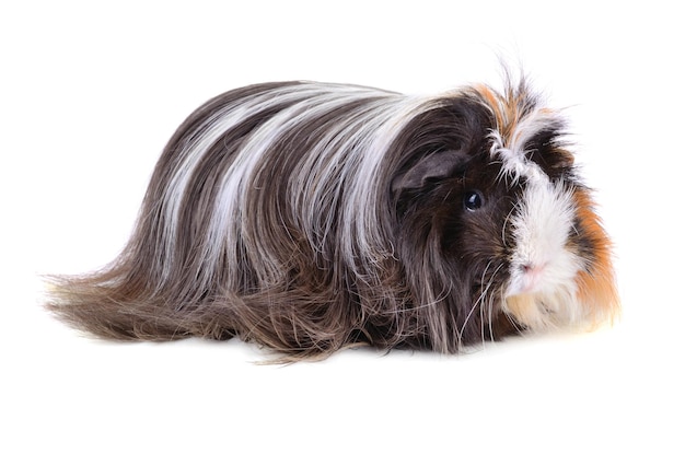 Kleines Meerschweinchen