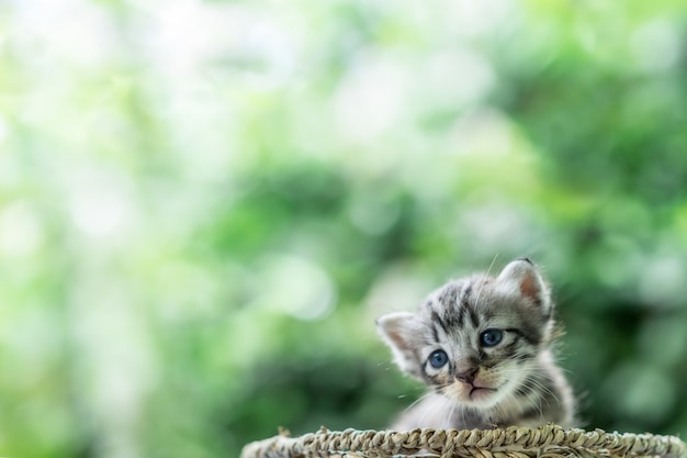 Kleines neugeborenes Kätzchen der blauen Augen