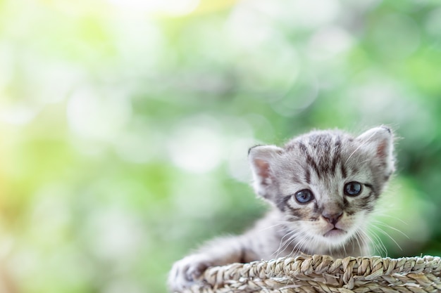 Foto kleines neugeborenes kätzchen der blauen augen