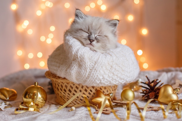 Kleines niedliches Kätzchen schlafend eingewickelt in Schal Weihnachtsdekor