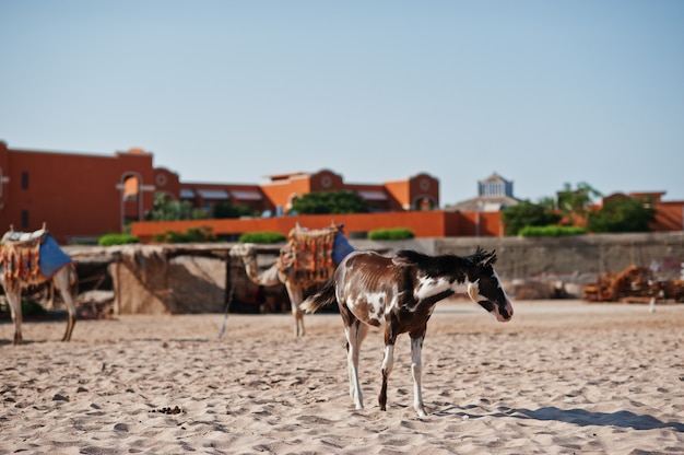 Kleines Pferd am Strand zu Fuß auf Sand