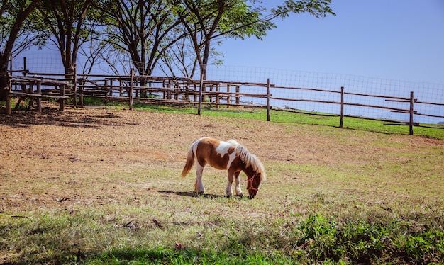 Kleines Pony auf dem Bauernhof