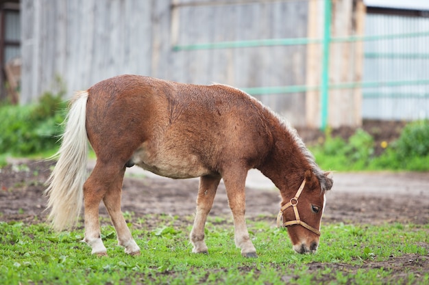 Kleines Pony, das Gras auf einem Feld isst