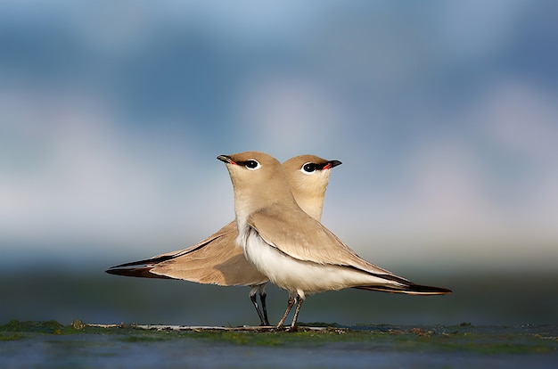 Kleines Pratincole-Paar