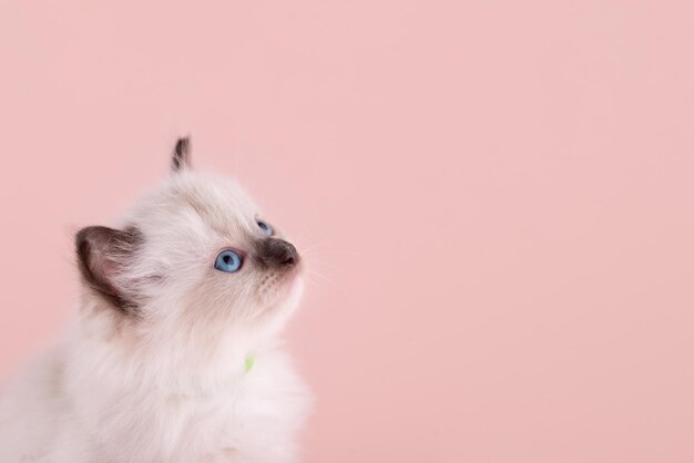 Kleines Ragdoll-Kätzchen mit blauen Augen im blauen Kragen, das auf einem rosa Hintergrund sitzt