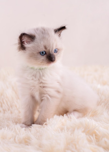 Kleines Ragdoll-Kätzchen mit blauen Augen im grünen Kragen, das auf einem beigen Hintergrund sitzt