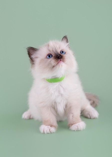Kleines Ragdoll-Kätzchen mit blauen Augen im grünen Kragen, das auf einem grünen Hintergrund sitzt