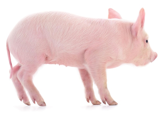 Kleines rosa Schwein isoliert