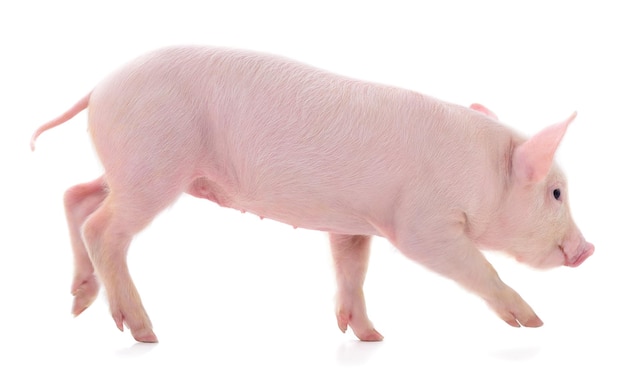 Kleines rosa Schwein isoliert