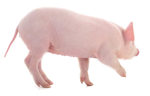 Kleines rosa Schwein isoliert