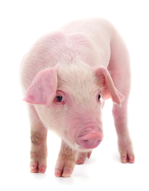 Kleines rosa Schwein isoliert