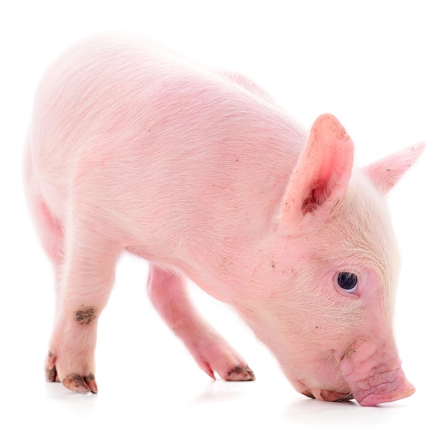 Kleines rosa Schwein isoliert