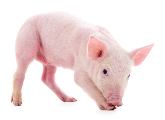 Kleines rosa Schwein isoliert