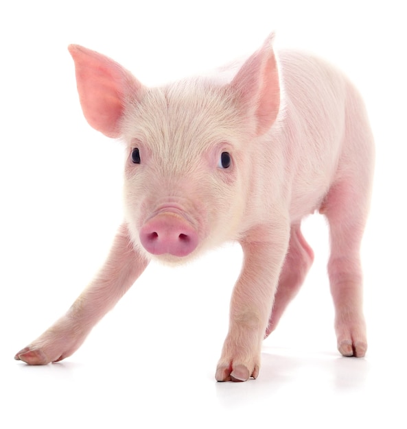 Kleines rosa Schwein isoliert