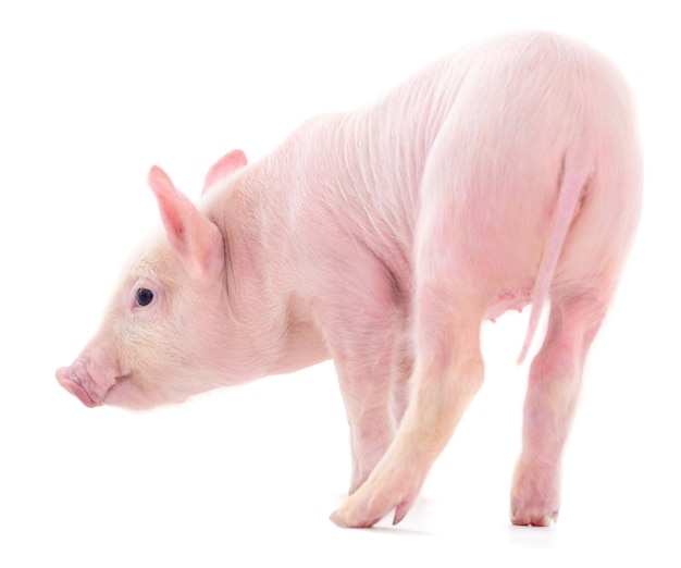 Kleines rosa Schwein isoliert