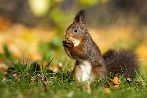 Kleines rotes Eichhörnchen, das eine Walnuss in der Mitte des Parks hält