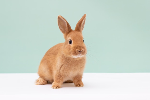 Kleines rotes flauschiges Kaninchen auf hellgrünem Hintergrund