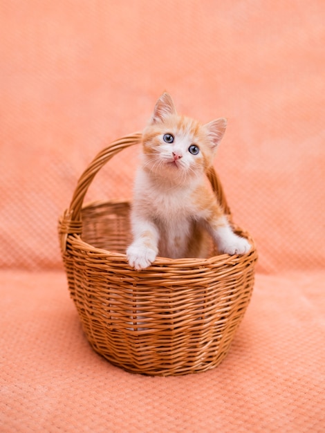 Kleines rotes Kätzchen sitzt in einem Weidenkorb auf einem orangefarbenen Hintergrund. Haustiere