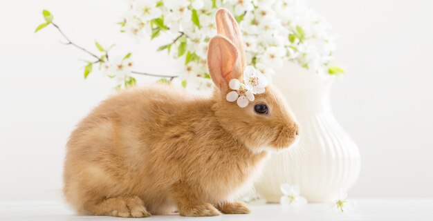 Kleines rotes Kaninchen mit Frühlingsblumen auf weißer Oberfläche