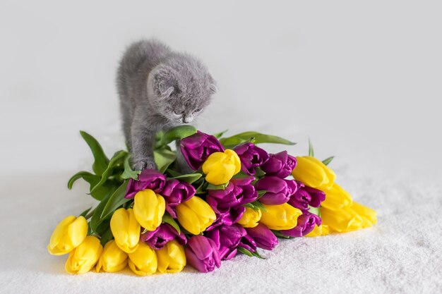 Kleines rotes Maine Coon-Kätzchen, das mit der Blume im Schlafzimmer spielt