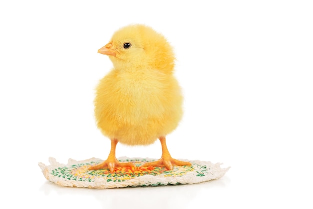 Kleines schönes gelbes Huhn steht auf einem Teppich isoliert auf weißem Hintergrund